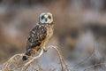 Short-Eared Owl Royalty Free Stock Photo