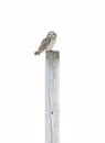 A Short-eared owl perched on a post hunting over a snow covered field in Canada