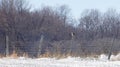 A Short-eared owl perched on a post hunting over a snow covered field in Canada