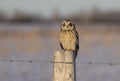 A Short-eared owl perched on a post hunting over a snow covered field in Canada