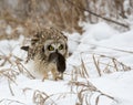 Short Eared Owl Royalty Free Stock Photo