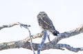 A Short-eared owl perched in a tree hunting over a snow covered field in Canada