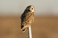Short Eared Owl Royalty Free Stock Photo