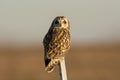 Short Eared Owl Royalty Free Stock Photo