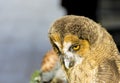 Short-eared Owl