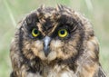 Short-eared owl close up Royalty Free Stock Photo