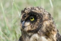 Short-eared owl close up Royalty Free Stock Photo