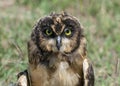 Short-eared owl close up Royalty Free Stock Photo