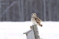 A Short-eared owl on a post hunting over a snow covered field in Canada Royalty Free Stock Photo