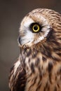 Short-eared Owl Profile of Eyes and Bill Royalty Free Stock Photo