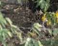 A Short Eared Owl resting