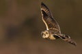 Short Eared Owl Royalty Free Stock Photo