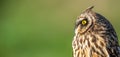 Short eared owl head profile