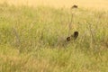 Short Eared Owl Sits on Nest and Looks at Camera Royalty Free Stock Photo