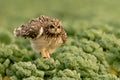 Short eared owl Royalty Free Stock Photo
