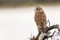 Short-eared owl standing on driftwood in close up Royalty Free Stock Photo