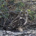 Short-eared Owl staring at camera. Royalty Free Stock Photo
