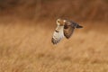 Short-eared owl in UK