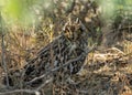 A Short Eared Owl under a bush