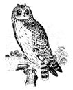Short eared Owl vintage illustration