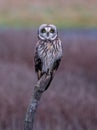 Short Eared Owl Royalty Free Stock Photo