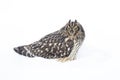 Short-eared owl on white background perched in the snow covered meadow in Canada