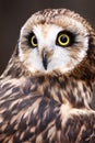 Short-eared Owl with Yellow Eyes Royalty Free Stock Photo