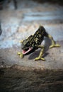 Short-fingered gecko Royalty Free Stock Photo