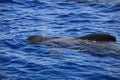 Short-finned pilot whale in the Atlantic Ocean. Canary Islands. Spain