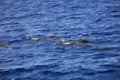 Short-finned pilot whale in the Atlantic Ocean. Canary Islands. Spain