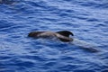 Short-finned pilot whale in the Atlantic Ocean. Canary Islands. Spain