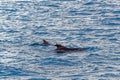 Short finned pilot whale and baby calf off coast of Tenerife, Spain