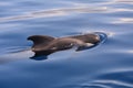 Short finned pilot whale breathing on the surface of the water during a whale watching trip in the south of Tenerife, The Canary