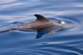 Close up of a short finned pilot whale during a whale watching trip in the south of Tenerife, The Canary Islands,