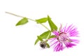 Short fringed knapweed Royalty Free Stock Photo
