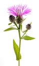 Short fringed knapweed Royalty Free Stock Photo