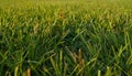 short grass of natural lawn close-up