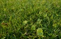 short grass of natural lawn close-up Royalty Free Stock Photo