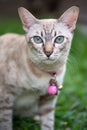 Short hair of blue eye cat in garden Royalty Free Stock Photo