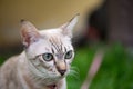 Short hair of blue eye cat in garden Royalty Free Stock Photo