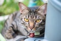 Short hair of brown eye cat in garden Royalty Free Stock Photo