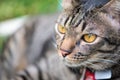 Short hair of brown eye cat in garden Royalty Free Stock Photo