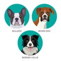 Short hair bulldog, boxer dog and border collie popular canine purebreds