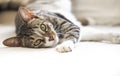 Short hair cat portrait resting on sofa looking at camera