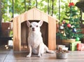 short hair Chihuahua dog sitting in front of wooden dog's house with dog food bowl, christmas tree and gift boxes