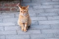 Short hair cute cat on rock brick road background