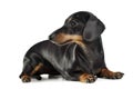 Short hair dachshund lying in a white studio