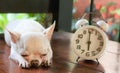 Short Hair White Chihuahua Dog Lying Down On Wooden Bench In The Garden Beside Vintage Alarm Clock