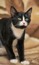 Short-haired black and white cat Royalty Free Stock Photo