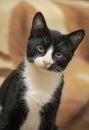 Short-haired black and white cat Royalty Free Stock Photo